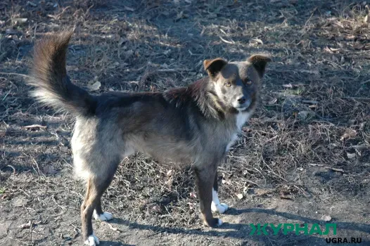 Отлов бездомных собак пройдет в Краснодаре с 24 февраля по 6 марта
