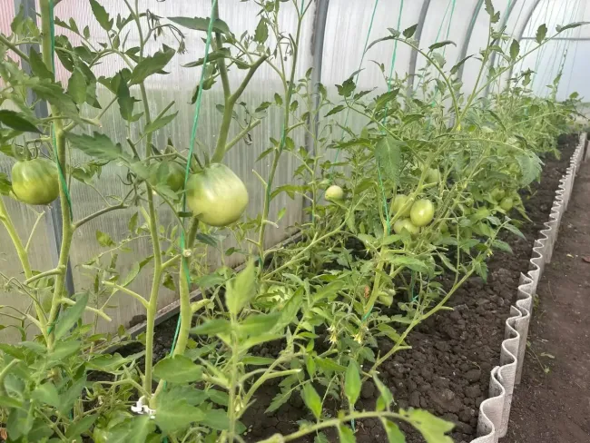 Как правильно поливать томатную рассаду для успешного укоренения