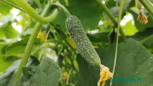 Подготовьте лунки для огурцов: 2 ингредиента для богатого урожая