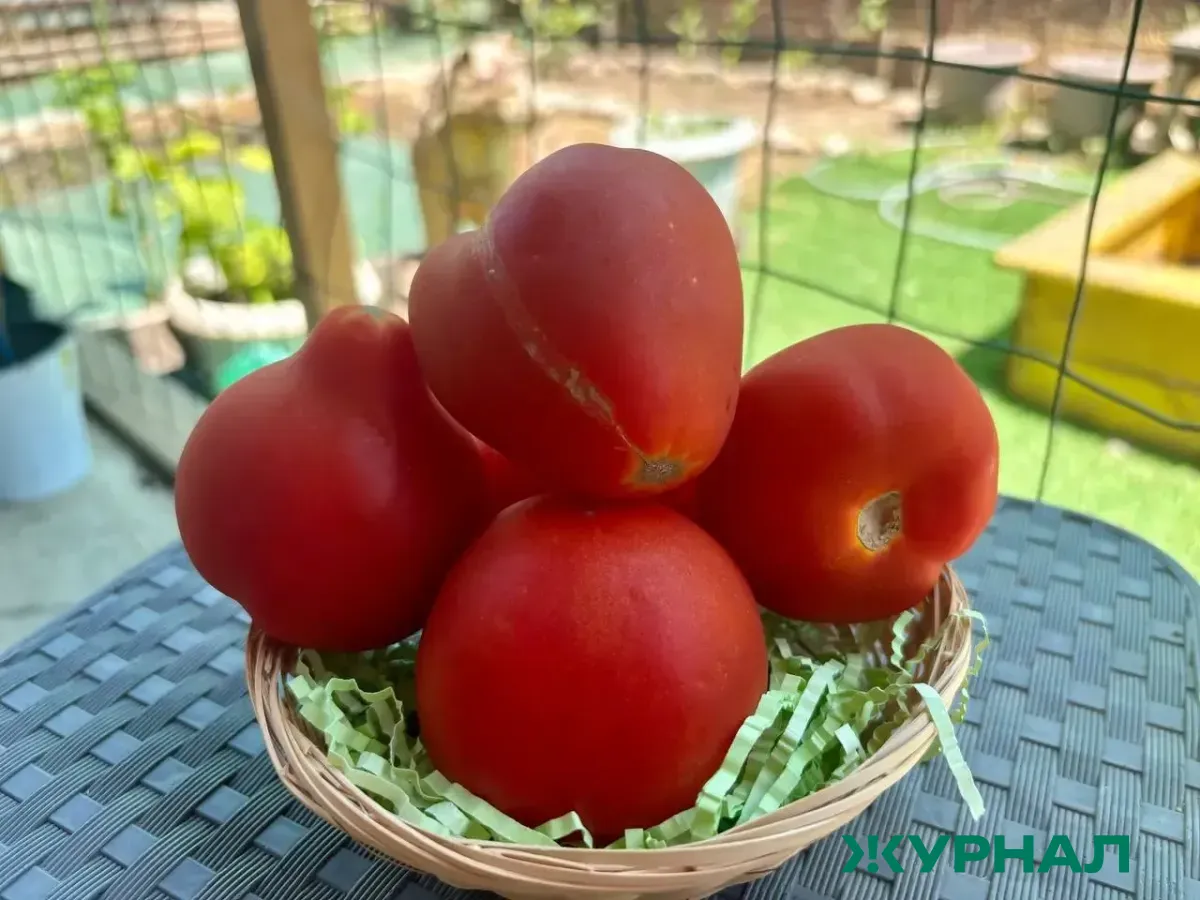 В Краснодарском крае обнаружены карантинные вредители в партиях томатов