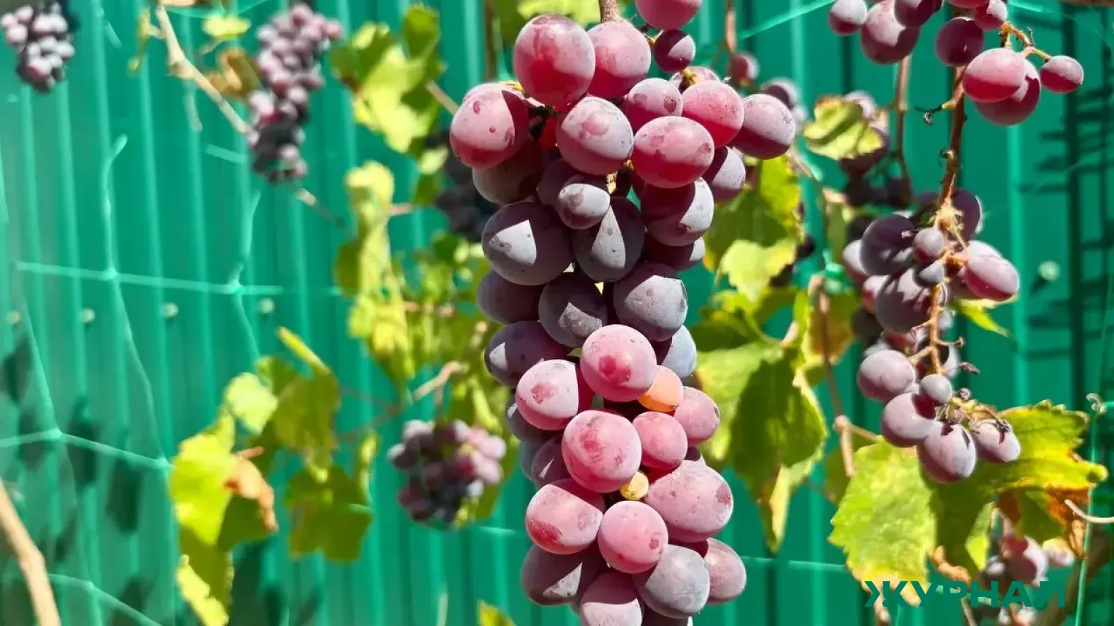 Кубань увеличивает производство вина и саженцев винограда