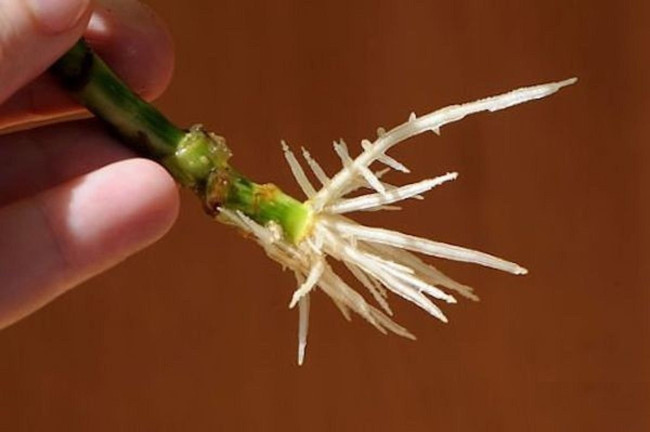 Янтарная кислота для укоренения черенков: простой способ получить крепкие корни