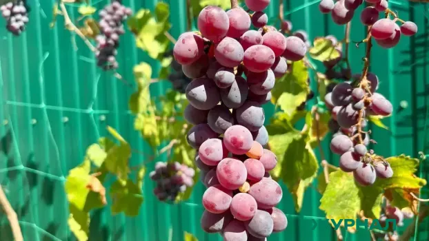 Краснодарский край увеличивает объемы производства яблок и винограда