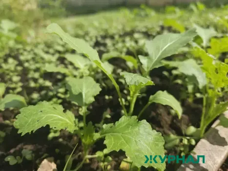 В Краснодарском крае утвержден список инвазивных растений для уничтожения