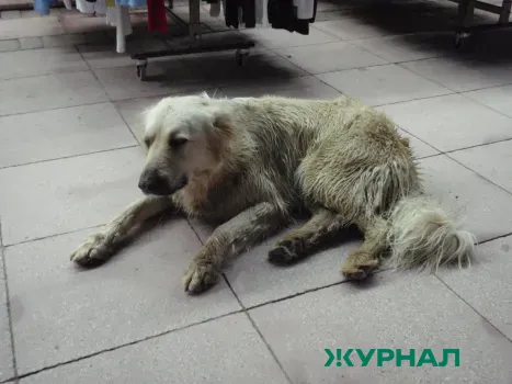 В Краснодаре главу приюта для животных подозревают в хищении бюджетных средств