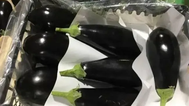 В Краснодарском крае обнаружен карантинный вредитель в партии баклажан из Ирана