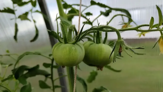 Как правильно высаживать перцы и помидоры: секреты для максимального урожая