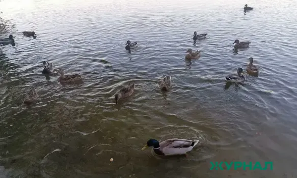 Погода в Краснодаре 7 марта: ясно и прохладно