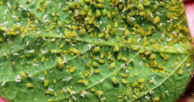 Эффективный раствор из валерианы и мыла против тли на ваших растениях