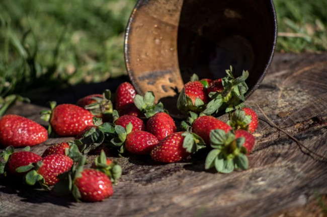 Обработка клубники медовой водой: как привлечь опылителей для богатого урожая