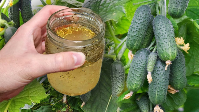 Настой из колотого гороха для огурцов и помидоров: увеличьте урожай в 5 раз!