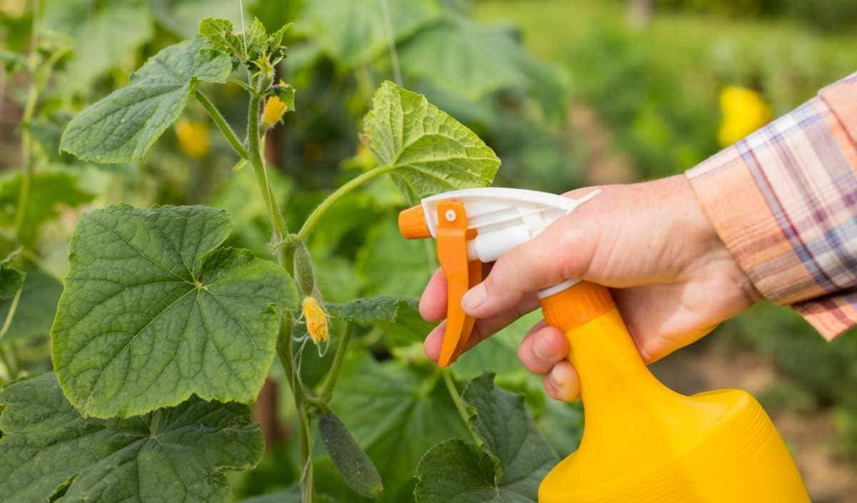 Медовая подкормка для огурцов: как улучшить рост и увеличить урожай