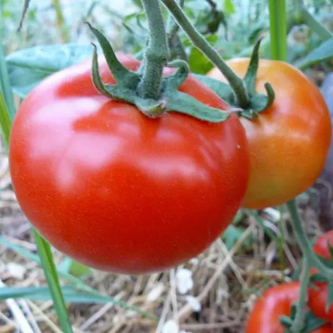 Выращивайте томаты сорта &laquo;Анюта&raquo;: первые плоды уже через 75 дней