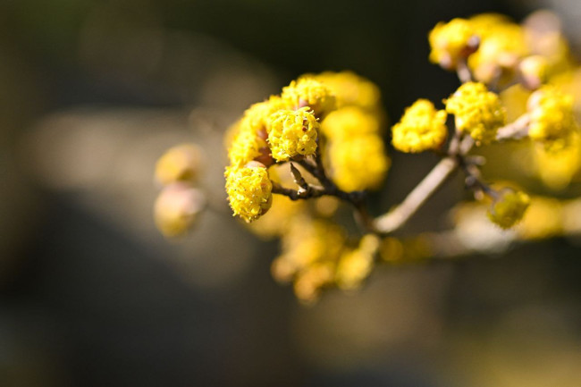 Кизил зацвел в Японском саду парка &laquo;Краснодар&raquo;