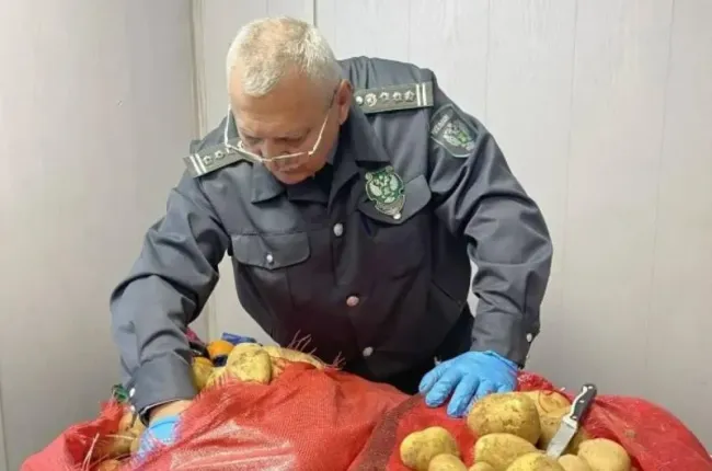 В Новороссийске предотвращён ввоз заражённого картофеля из Египта