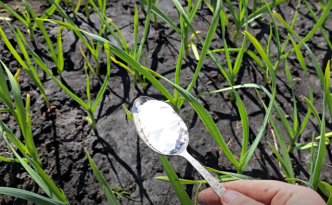 Подкормка чеснока картофельным крахмалом: секреты для крепких и крупных головок