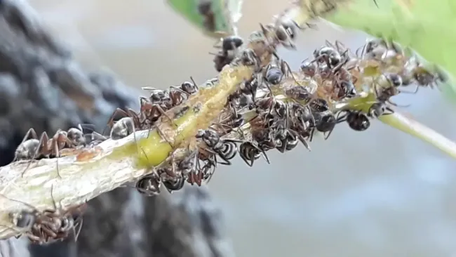 Ловчий пояс для защиты сада: как сделать эффективную ловушку от муравьев и тли