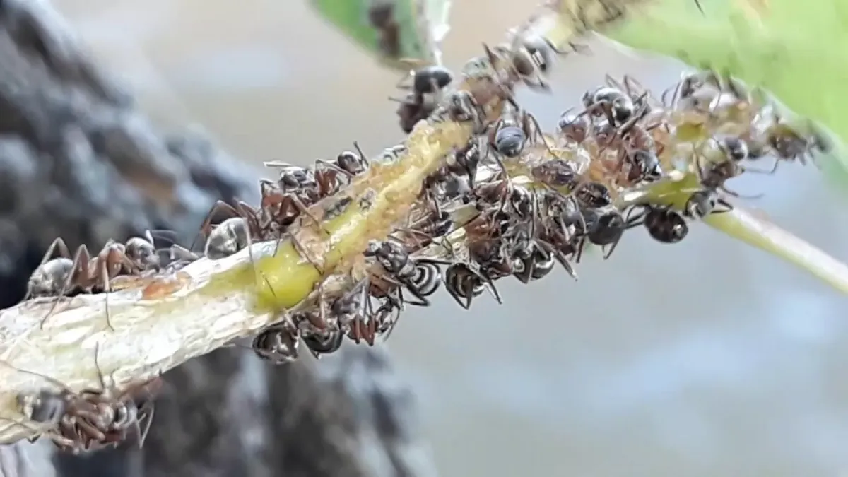 Ловчий пояс для защиты сада: как сделать эффективную ловушку от муравьев и тли