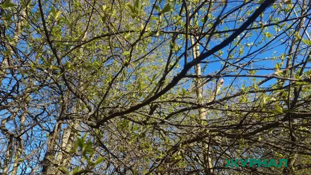 Теплая погода без осадков ожидается в Краснодаре 18 марта