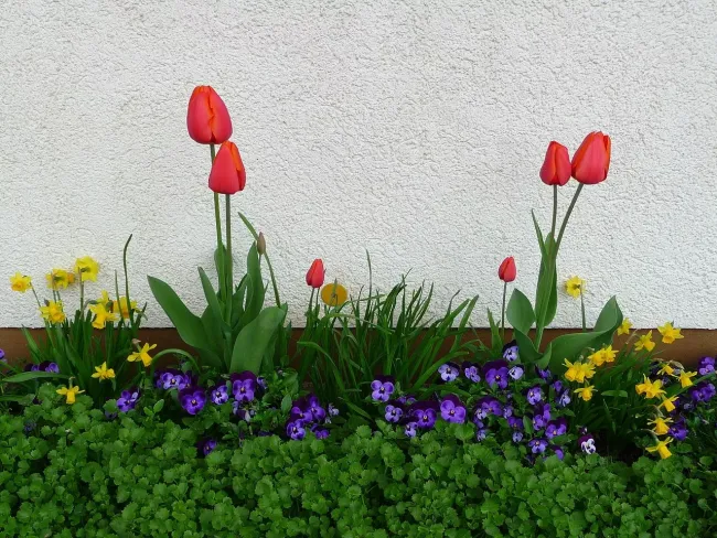 Подкормка тюльпанов и нарциссов: как добиться крупных цветов с помощью сульфата аммония