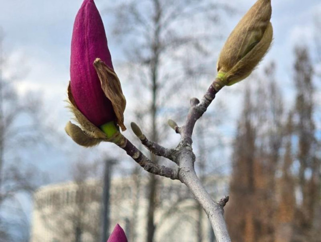 В Краснодаре в парке Галицкого зацвела магнолия Суланжа