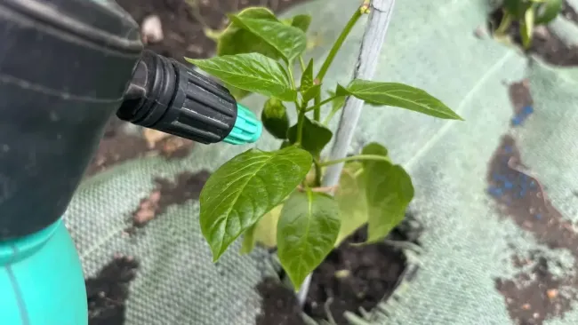 Подкормка рассады сладкого перца: как зола укрепляет корни и гарантирует урожай