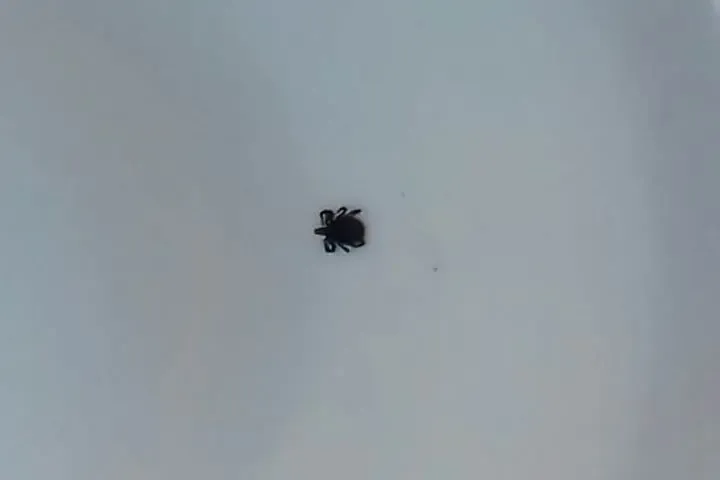 Клещи Hyalomma активизировались на юге России, перенося лихорадку Крым-Конго