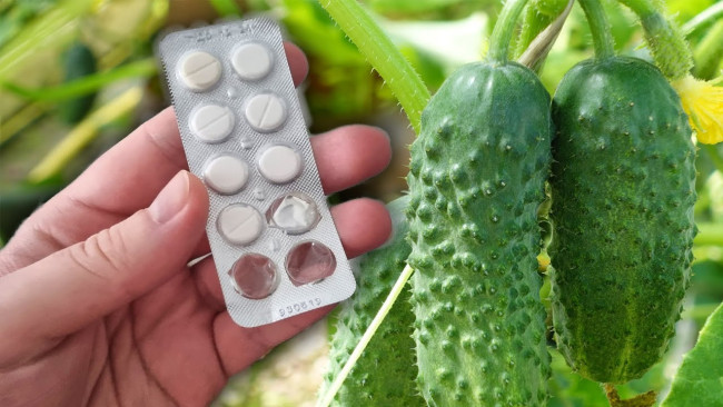 Подкормка огурцов и помидоров: простой рецепт с чаем и янтарной кислотой для активного роста