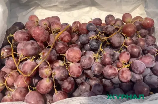 Кубань развивает винный туризм с помощью цифровой платформы