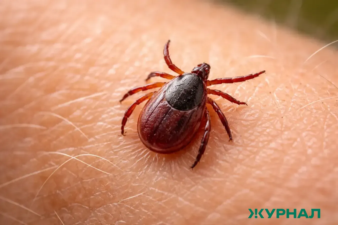 Клещи активизировались в Краснодарском крае: советы по защите питомцев
