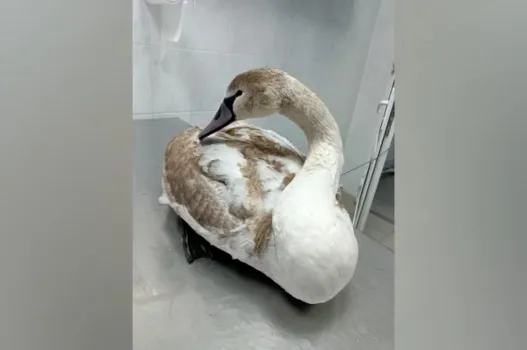 В Геленджике ветеринары спасли лебедя с анемией и паразитами