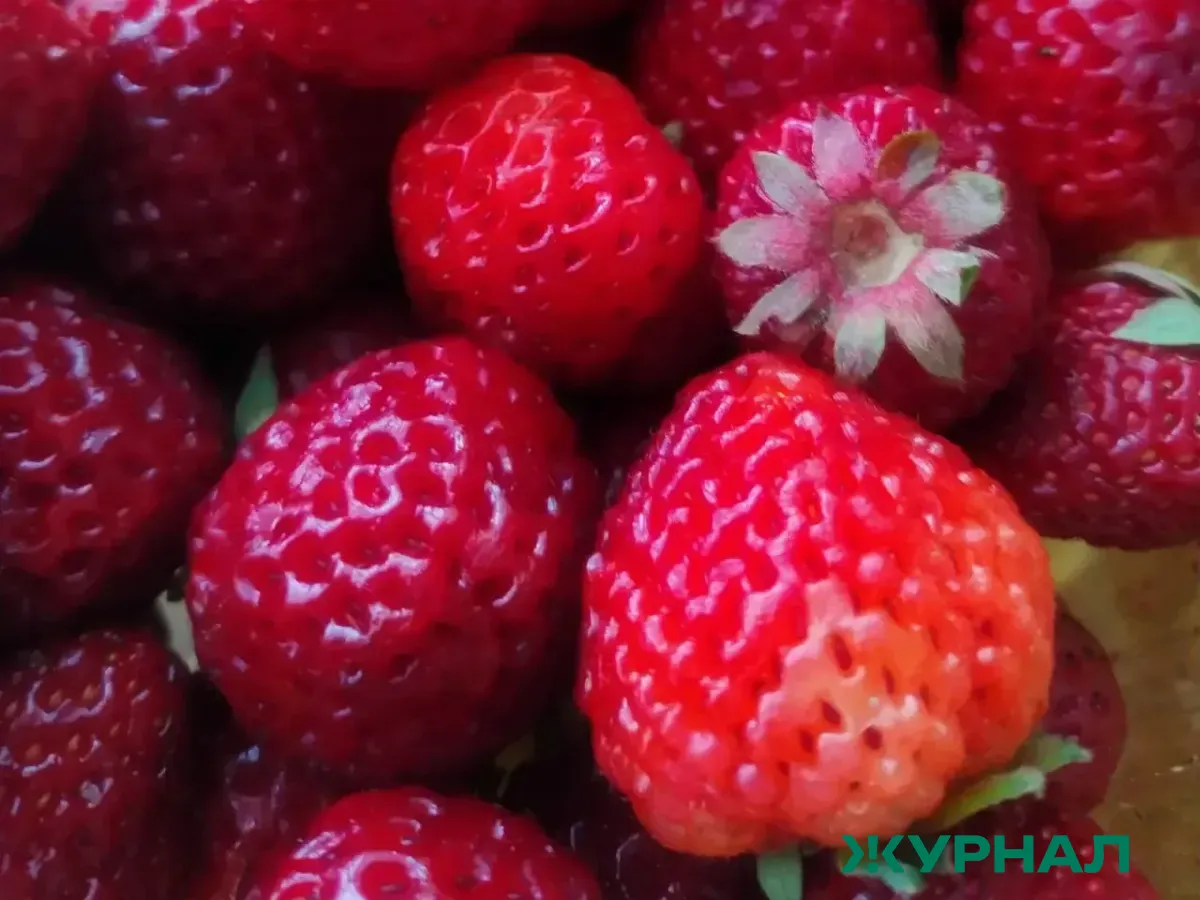 В Краснодаре стартовали продажи свежей клубники по высоким ценам