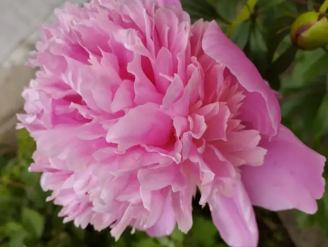 Избавьтесь от муравьёв на пионах с помощью манки и сахарной пудры за несколько часов