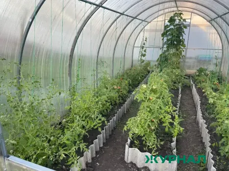 Производство тепличных овощей в Краснодарском крае увеличилось на 2 000 тонн