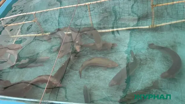 В Красноармейском районе введён карантин из-за заболевания рыб аэромонозом