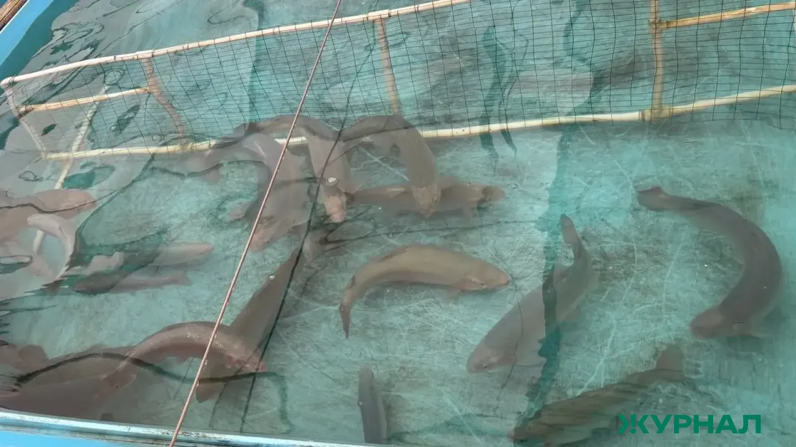 В Красноармейском районе введён карантин из-за заболевания рыб аэромонозом