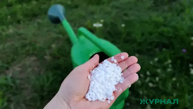 Подкормка жимолости: как повысить урожайность ягод с помощью двух простых ингредиентов