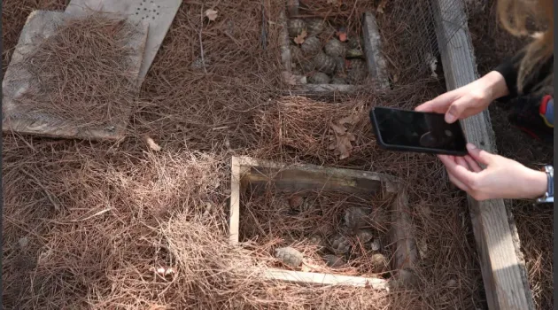 В Краснодарском крае стартует проект по восстановлению численности черепахи Никольского