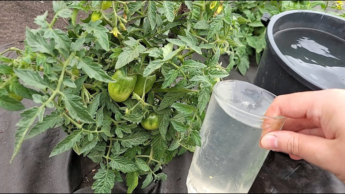 Приготовьте подкормку для рассады: 1 г борной кислоты и 1 мл гумата для крепких завязей