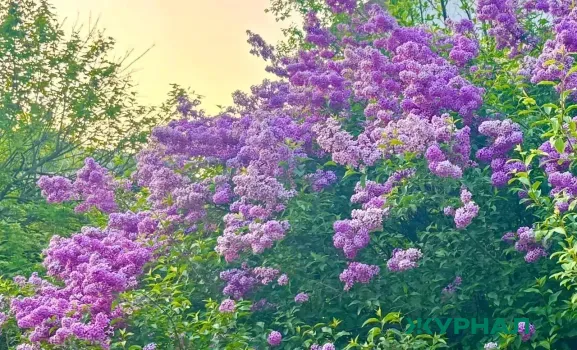 Сирень начала цвести в Краснодаре раньше обычного