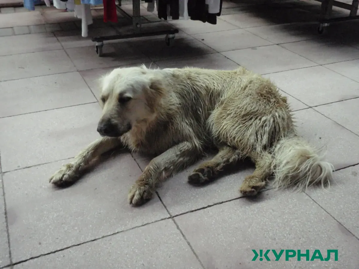 Неизвестный ранил собаку стрелой в Новороссийске, полиция начала проверку