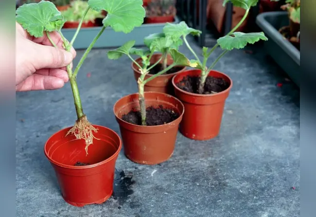 Укоренение черенков герани: простой способ без загнивания и завядания