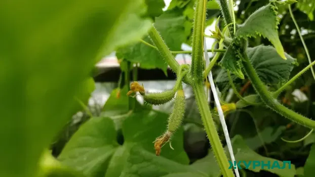 Подкормка для огурцов из лимонной кислоты: крепкие завязи и жирные стебли