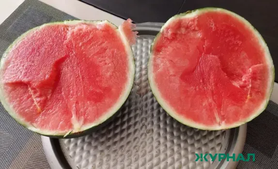 Кубанские арбузы могут появиться на прилавках уже в начале июня