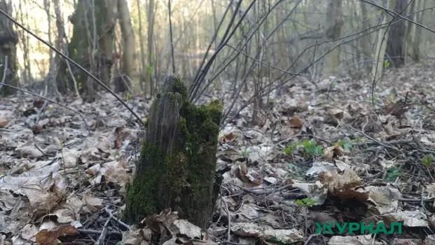 В Сочи спасатели нашли женщину, ушедшую в лес на медитацию