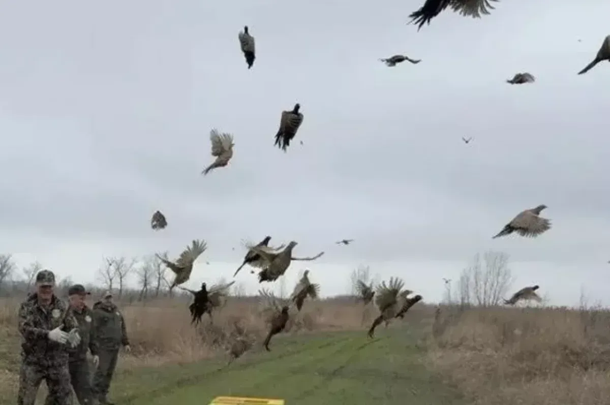 В Тимашевском районе выпустили 200 молодых фазанов в природу