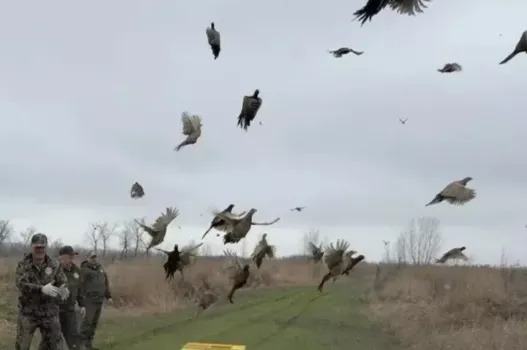 В Тимашевском районе выпустили 200 молодых фазанов в природу