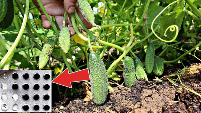 Подкормка для огурцов и помидоров: как мумие ускоряет урожай на 1−2 недели