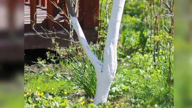 Побелка деревьев с желатином: защитите стволы от вредителей на весь сезон