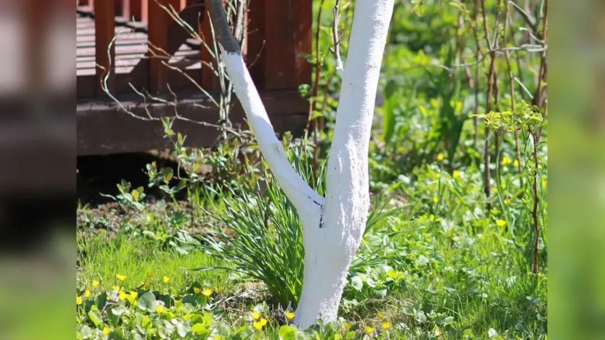 Побелка деревьев с желатином: защитите стволы от вредителей на весь сезон